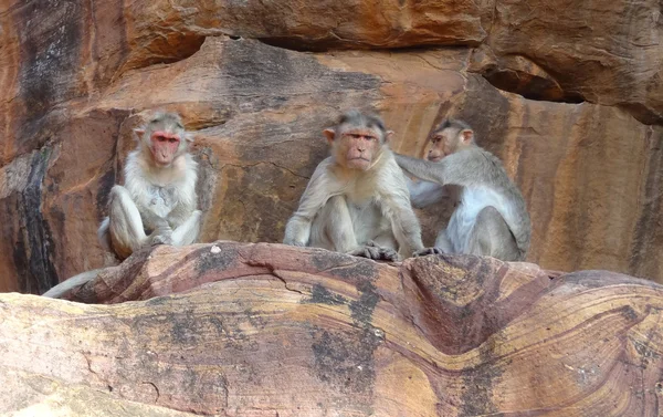 Macacos Rhesus — Fotografia de Stock