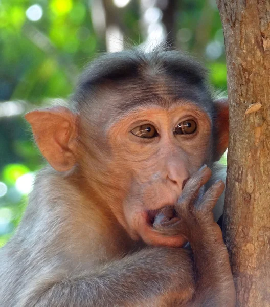 Rhesus macaco — Foto de Stock