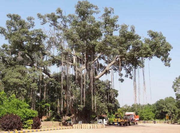 Tree in India — Stock Photo, Image