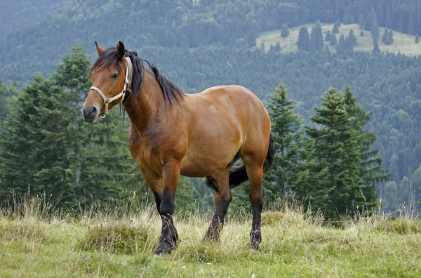 Лошадь в Карпатах — стоковое фото