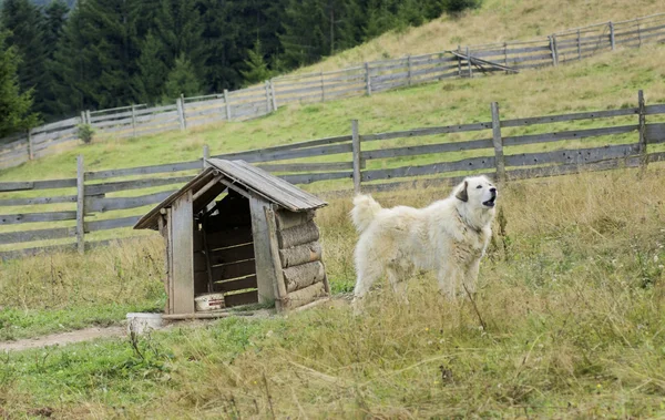 강아지와 개 집 — 스톡 사진