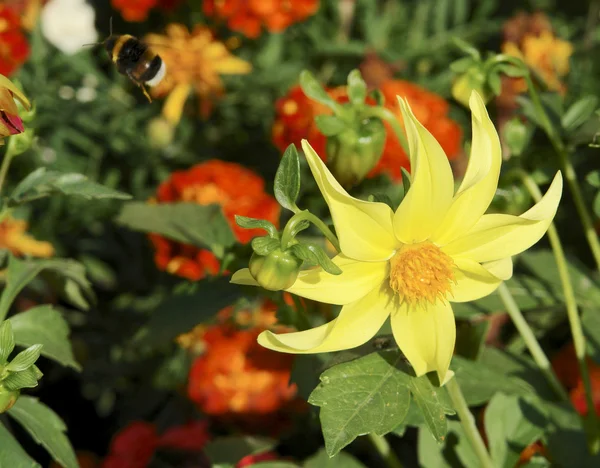 鲜花和大黄蜂 — 图库照片