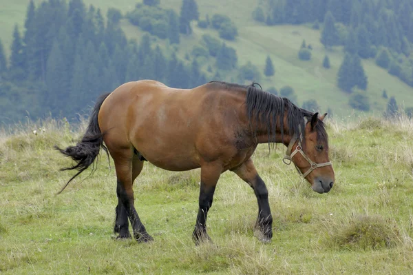 Cavalo nos Cárpatos — Fotografia de Stock