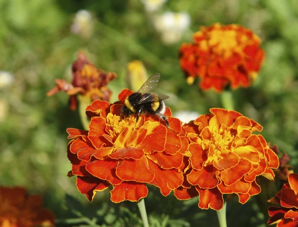 stock image Red flowers and bumblebee