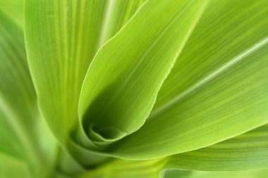 Corn plant detail clipart