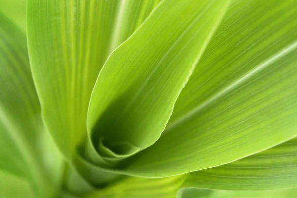 Corn plant detail — Stock Photo, Image