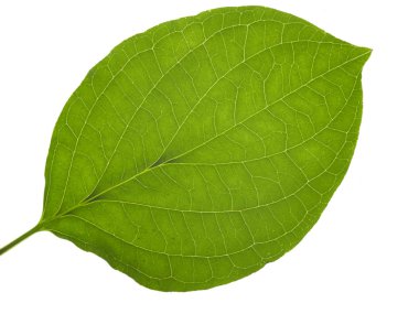 Translucent leaf clipart