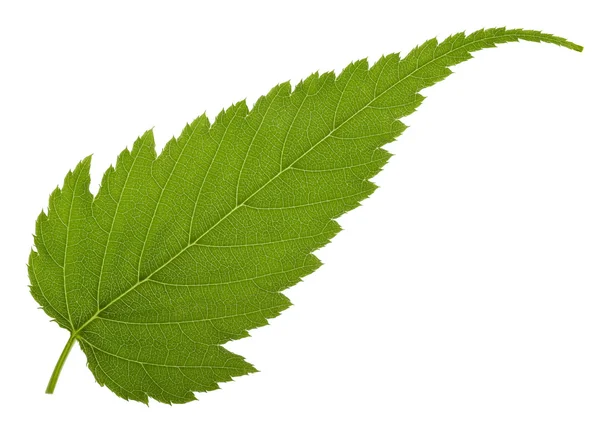 Jagged leaf — Stock Photo, Image