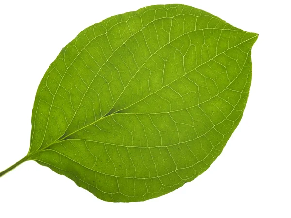 Translucent leaf — Stock Photo, Image