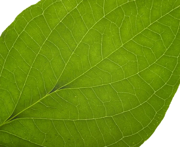 Makro zelený list — Stock fotografie