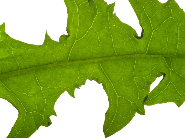 Macro dandelion leaf — Stock Photo, Image