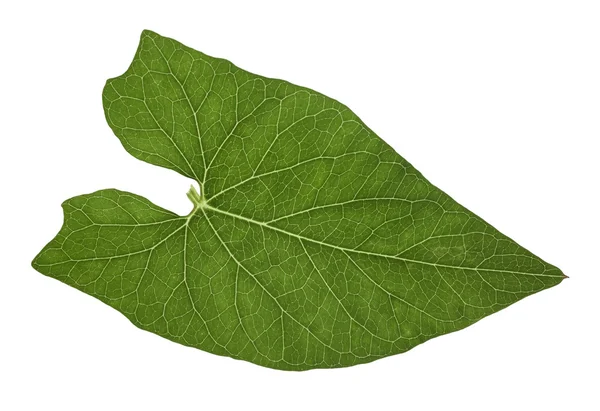 Translucent leaf — Stock Photo, Image