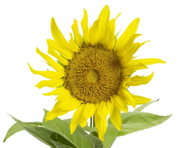 stock image Sunflower in white back