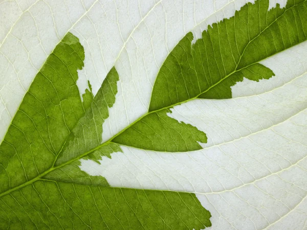 Eroded leaf detail — Stock Photo, Image