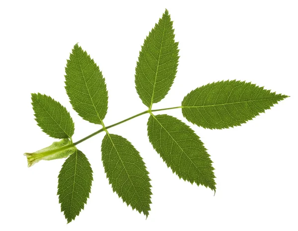 Jagged leaf — Stock Photo, Image