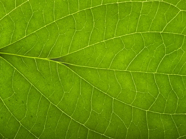 Grünes Makroblatt — Stockfoto