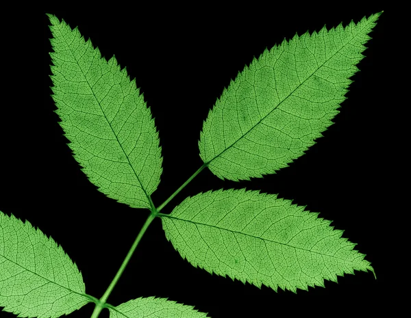 Зазубренный лист — стоковое фото