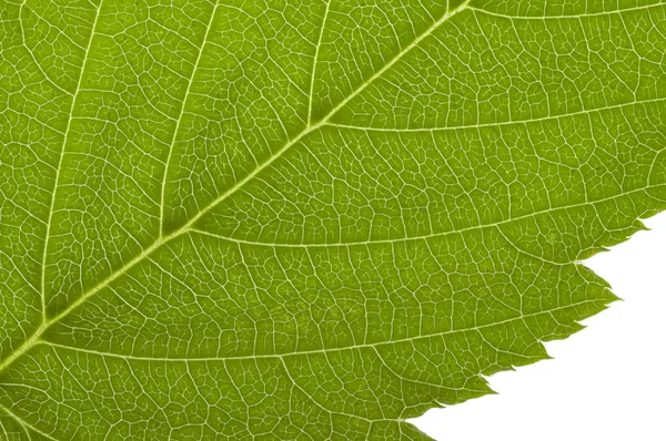 Green macro leaf — Stock Photo, Image