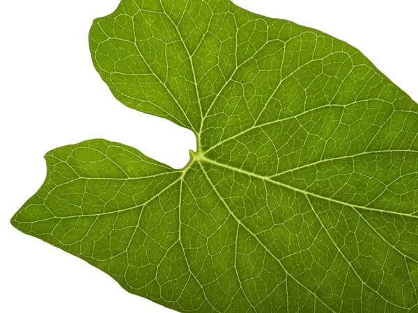 Зеленый макро лист — стоковое фото