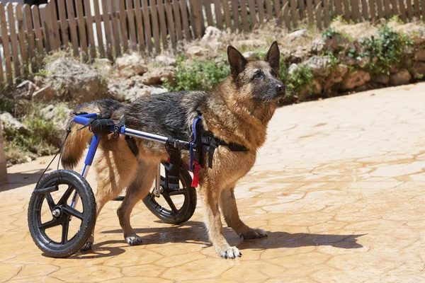 Silla de ruedas para perros Fotos De Stock