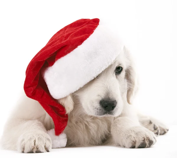 Karácsonyi kutya Stock Kép