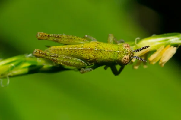 작은 메뚜기 — 스톡 사진