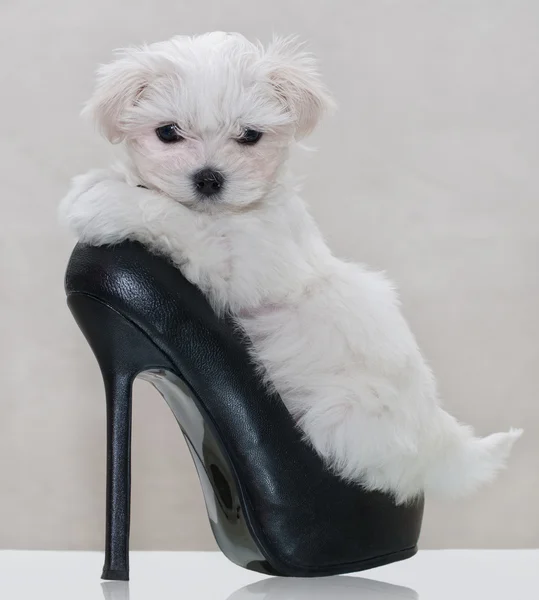 Little maltese puppy — Stock Photo, Image