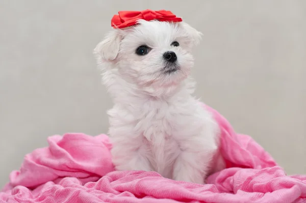 Cãozinho maltês Imagens Royalty-Free