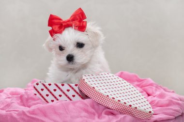 Maltese puppy clipart