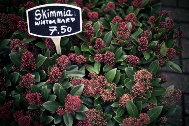 Skimmia winter hard clipart