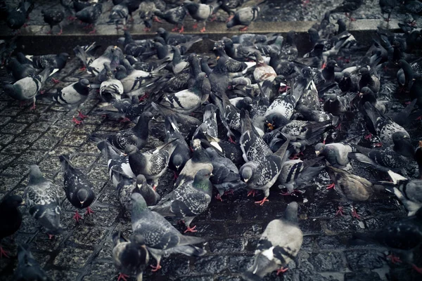 Tauben auf dem Bürgersteig — Stockfoto
