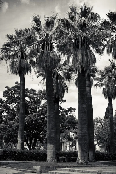 stock image High palms in black and white