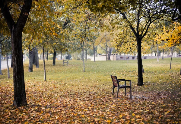 parkta yalnız sandalye