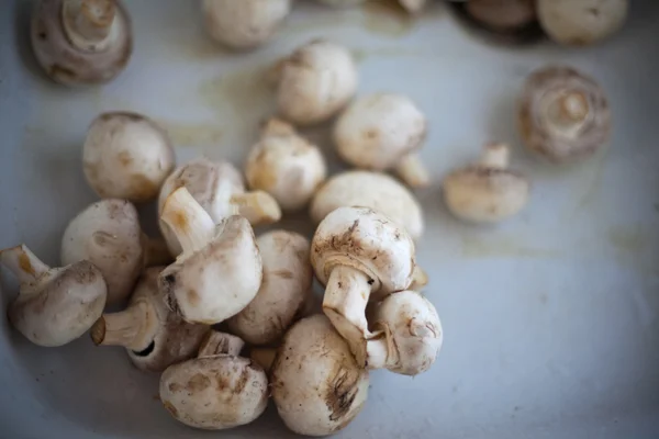 stock image Champignons