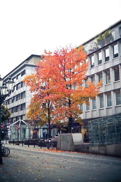 Varicolored herfst bomen — Stockfoto