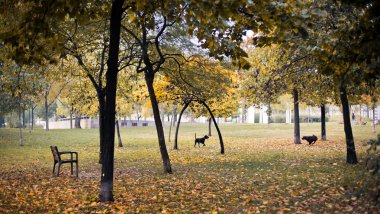 sandalye ve sonbahar park içinde iki köpek