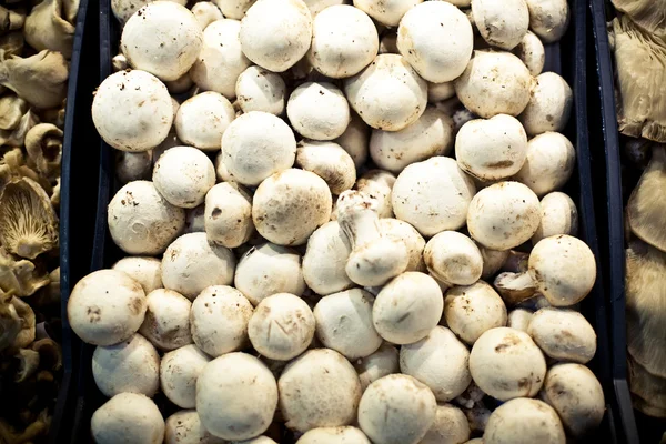 stock image Mushrooms in a box