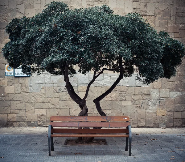 Tree behind the bench — Stock Photo, Image