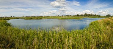 Rural landscape pond with grass clipart