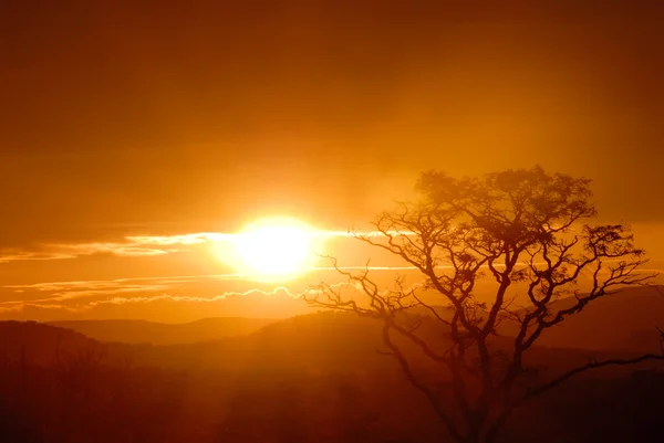 Afrikaanse zonsondergang Stockfoto