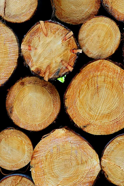Stacked wood logs in the woods with a star in a section — Stock Photo, Image