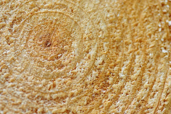 Section of a pine trunk — Stock Photo, Image
