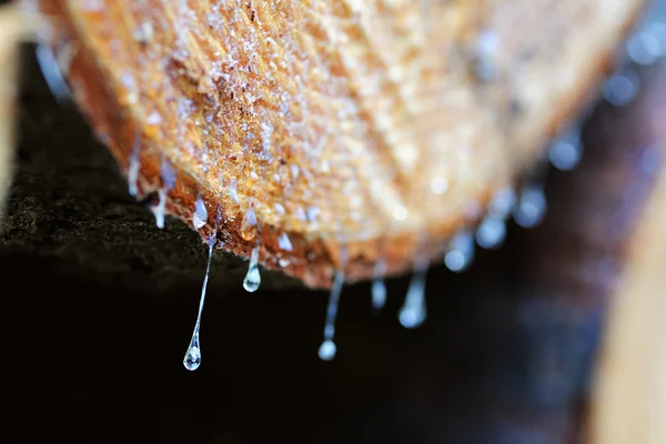 Drops of resin fall from a trunk in a pile of chopped wood — Stock Photo, Image