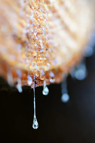 stock image Drops of resin fall from a trunk in a pile of chopped wood