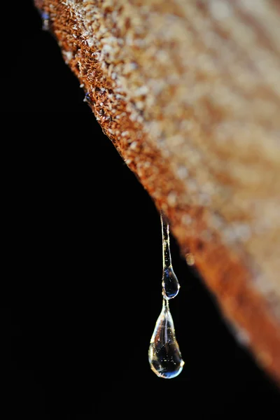 stock image Drops of resin fall from a trunk in a pile of chopped wood