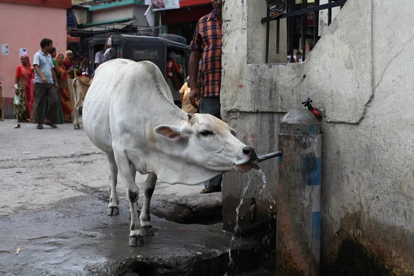 The sacred Indian cow drinks water from the tap — Stock Photo, Image