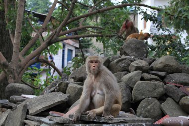 Aile maymun rishikesh, Kuzey Hindistan giden yolda buzlu