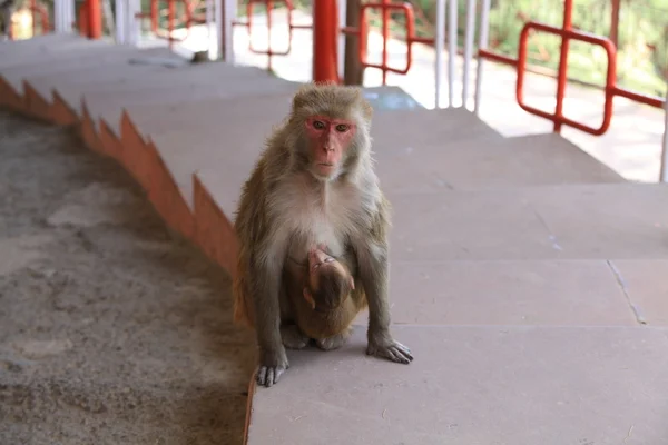 Monkey met baby — Stockfoto