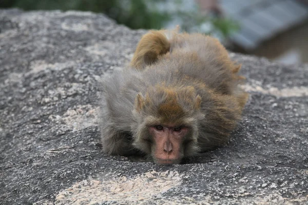 Bedroefd aap ligt op steen — Stockfoto