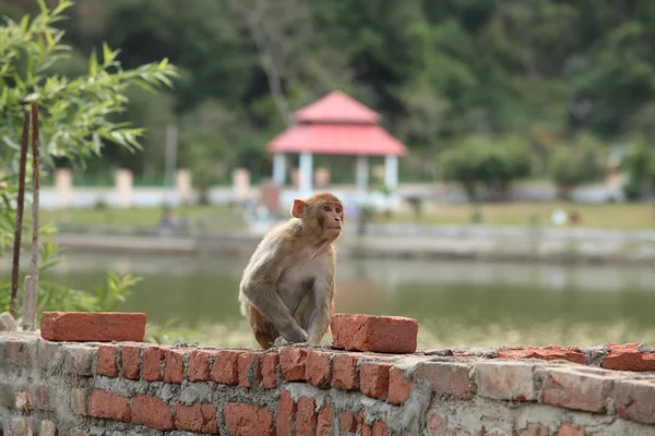 Macaco - pedreiro — Fotografia de Stock